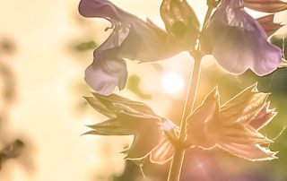 Sunrise Flower Editing on Mobile