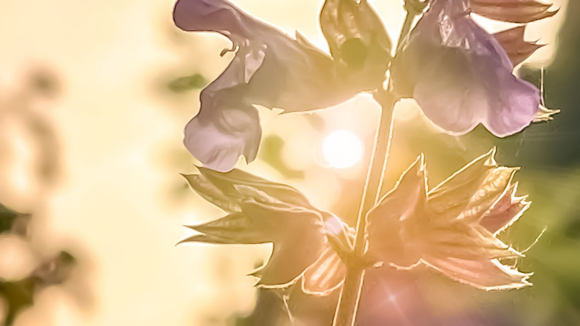 Sunrise Flower Editing on Mobile